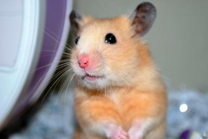 Handzahme HAMSTER aus BIO-Zucht!