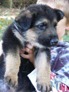 Deutsche Schäferhunde Welpen geradem Rücken