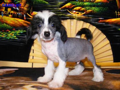 Welpen Chinese Crested Dog (Rüde)