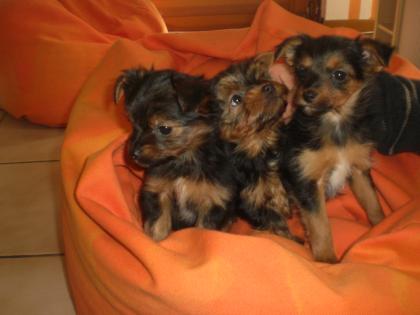 Mini Yorkiwelpen     Rasselbande sucht neues kinderzimmer!!!!!!!!!!!!!!
