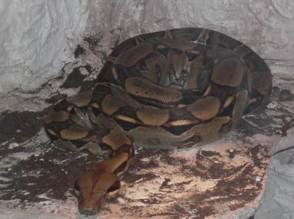 Boa Constrictor Imperator zu verkaufen!!