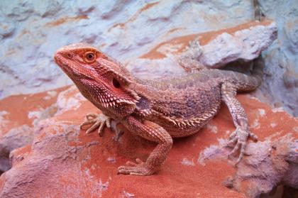 Bartagame Blood - Jungtiere und Adulte abzugeben!!!
