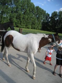 Biete 2 Reitbetiligungen an Paint-Horse Wallachen an 