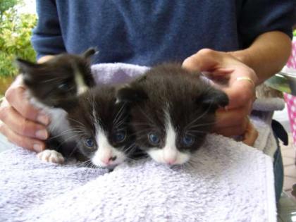 Katzenbabys  Doro 1-3 in verantwortungsvolle Hände zu vermitteln!