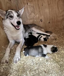 Sportliche Alaskan Husky Welpen aus liebevoller Aufzucht