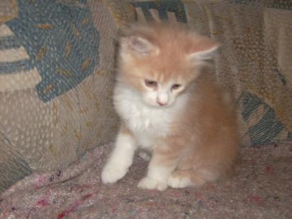 Maine Coon Babys in tollen Farben