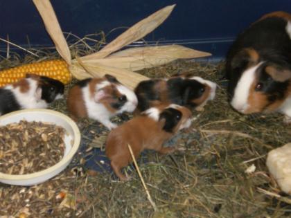 Meerschweinchen-Baby suchen neues zu Hause