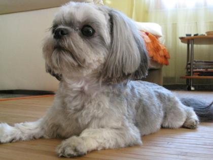 Shi Tzu (Lucky) männlich, 2Jahre sucht Sie...