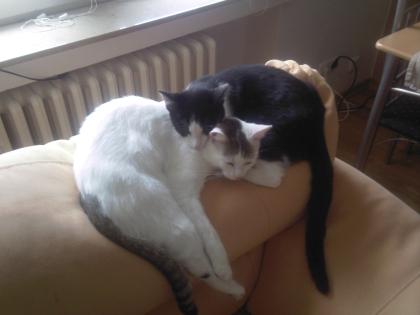 2 Katzen wegen Allergie vom Säugling abzugeben