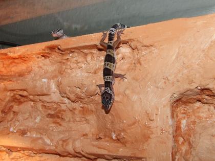 2 Leopardgeckos abzugeben