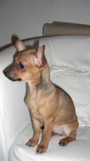 Chihuahua Welpe