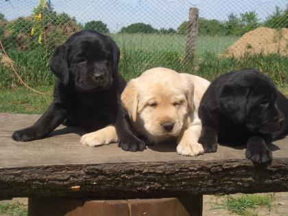 Süsse Gelbe und Lackschwarze Labradorwelpen mit Papieren