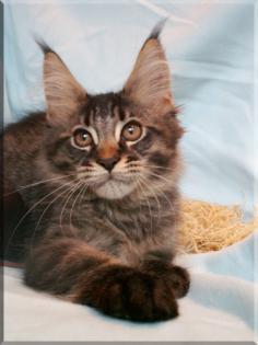 Maine Coon Bays