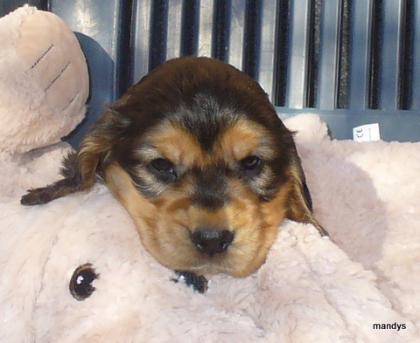 Cocker Spaniel Welpen 