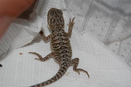 Reptilienparadies Boerdeland hat Farbbartagamen Nachwuchs