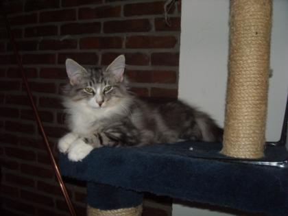 Norwegische Waldkatzen Kitten m.Pap. suchen ab sofort