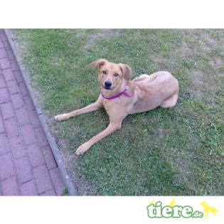 Susi  Rhodesian Ridgeback-DSH-Mix  sucht dringend neues zuhause