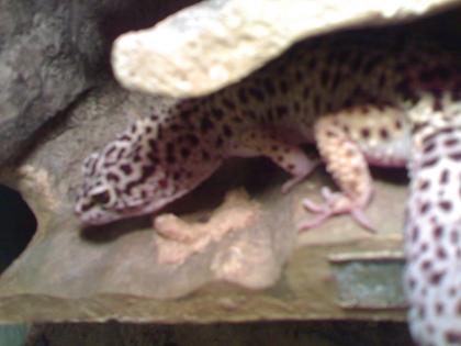 2 Leopardgeckos zu verkaufen