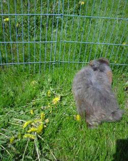 Zwei Zwergkaninchen (m/w) zu verschenken