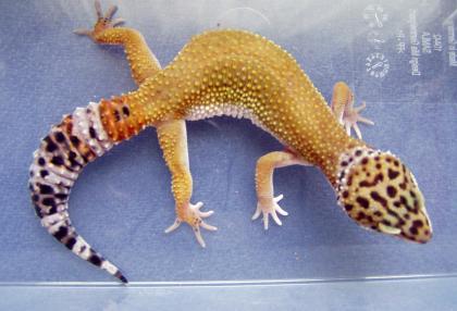 Leopardgeckos