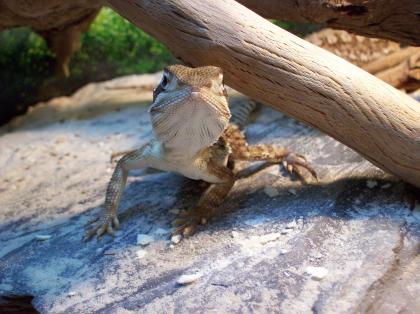 Zwergbartagame
