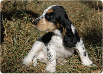 Englisch Cocker Spaniel Welpen