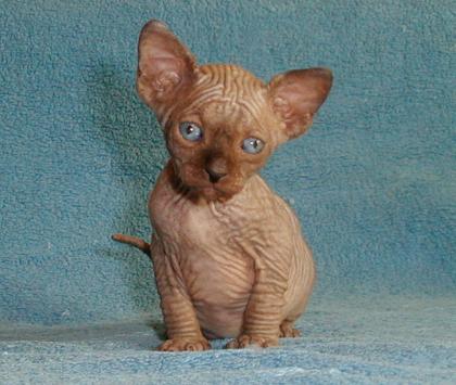 Canadian Sphynx Kitten