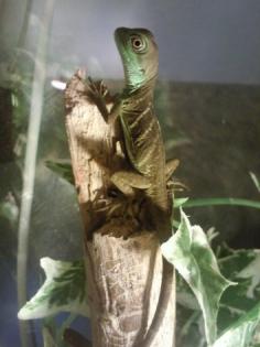 Stirnlappen basilisken (basiliscus plumiforns)