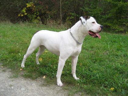 Timberland s American Bulldog Wurfplanung