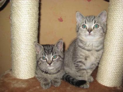 Exotic Shorthairmix-Kitten