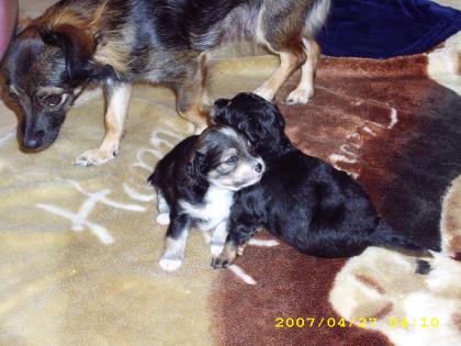 Russische Toy Terrier Welpen