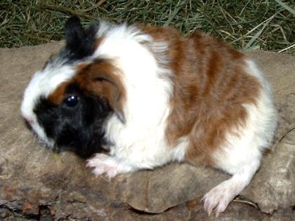 Junge Meerschweinchen  Von der Vilsquelle 