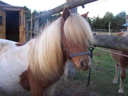 Traumhafte, kleine Mini Shetland Jährlings Stute