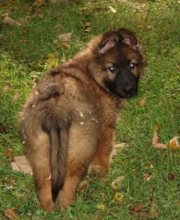 Altdeutsche Schäferhundwelpe Hündin jade