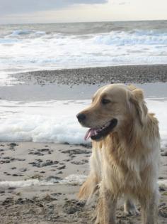 Wunderschöner Golden Retriever Rüde zum Decken