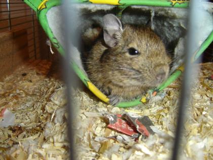 Degupärchen abzugeben (Vogelvoliere kann mitgekauft werden)