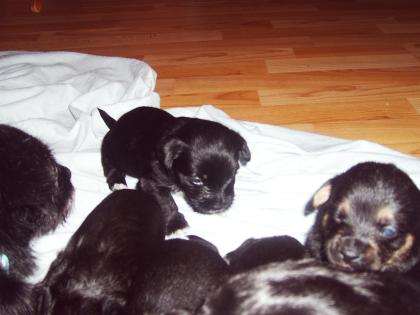 Kleine Jackrusselwelpen suchen ab 1.12.09 ein Zuhause!!!