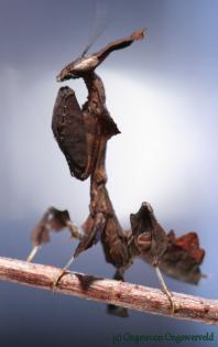 Phyllocrabia paradoxa Geistermantis Gottesanbeterin