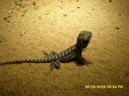 Bartagame Pogona vitticeps