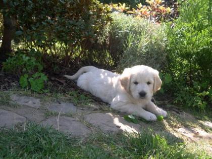 Golden Retriever Welpen abzugeben