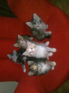 Maine Coon Babys reinrassig o.P.