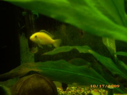 Habe schöne yellows
