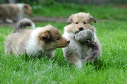 Zauberhafte Colliewelpen mit Papieren