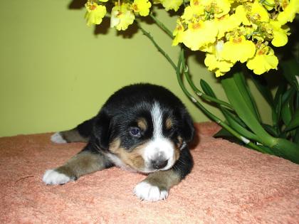 Entlebucher Sennenhund - Welpe Rude