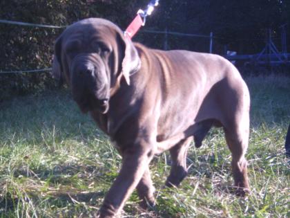 Super süße und kräftige Cane Corso Welpen