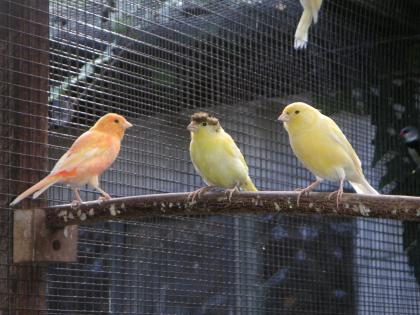 KANARIENVÖGEL, verschiedene Farben