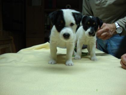 2 PARSON JACK RUSSELL BABYS