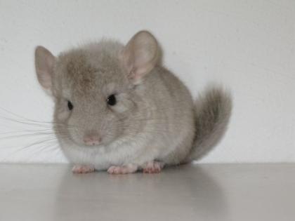 Chinchilla super süsse Fellnasen