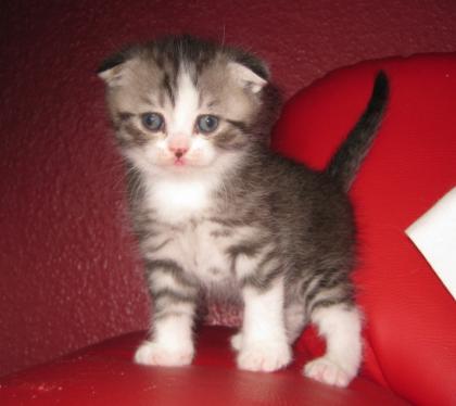 Zuckersüße Scottish Fold Kitten!!!