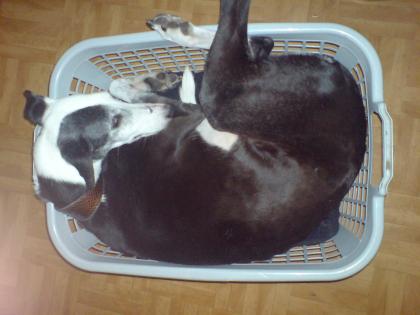 Galgo hündin sucht dringend